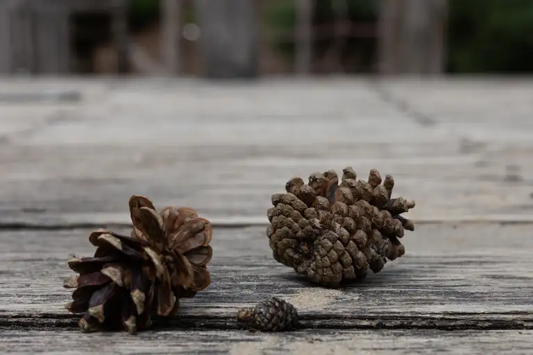 Macro study of earthy cones. Muted tones and dramatic shallow focus highlight their rugged texture upon weathered wood, defining quiet, rustic elegance.